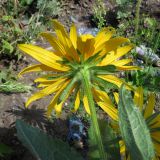 Rudbeckia hirta. Соцветие (вид со стороны обёртки). Томск, городская свалка. 23.07.2014.