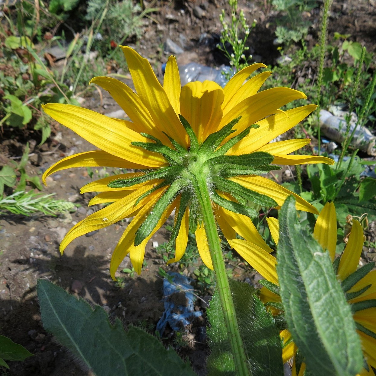 Изображение особи Rudbeckia hirta.