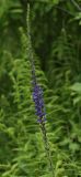 Veronica longifolia