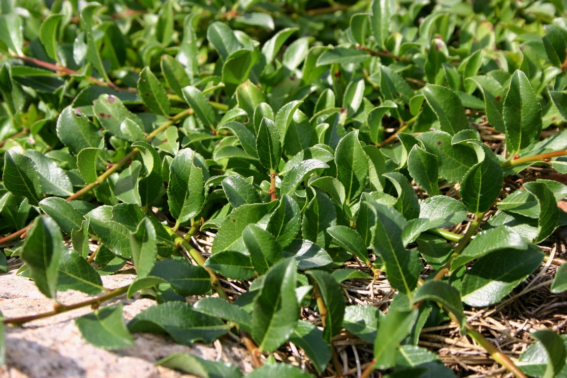 Image of Salix breviserrata specimen.