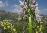 Aconitum orientale. Часть соцветия. Адыгея, Кавказский биосферный заповедник, гора Гузерипль, субальпийский луг на вершине горы, ≈ 2150 м н.у.м. 26.07.2015.