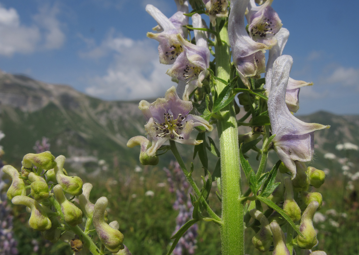 Image of Aconitum orientale specimen.
