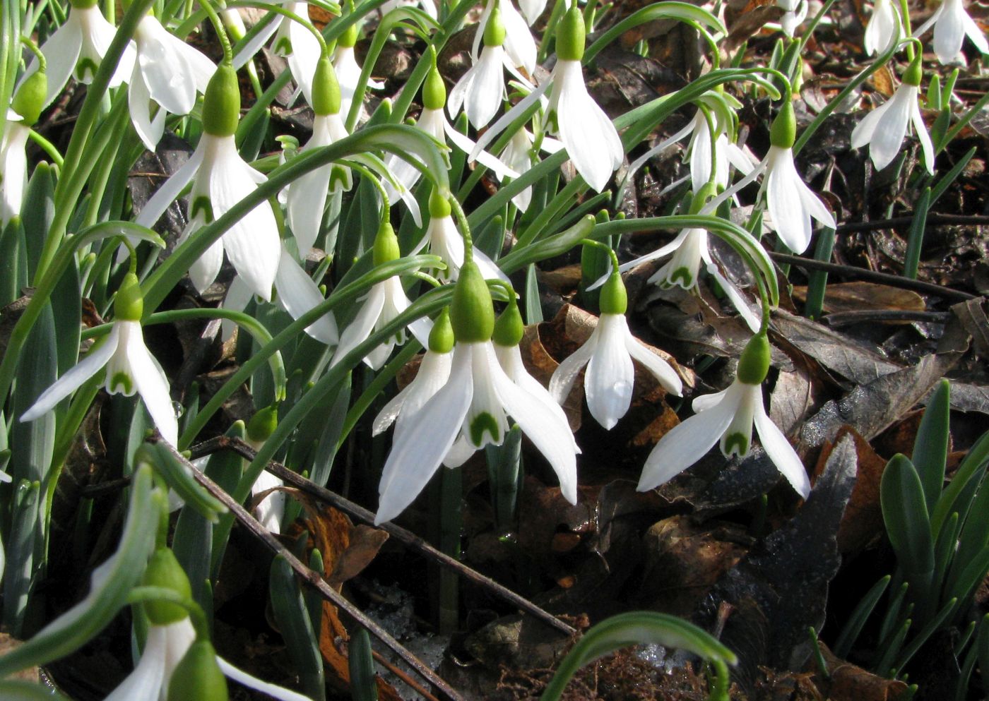 Image of Galanthus alpinus specimen.