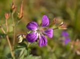 Geranium sylvaticum