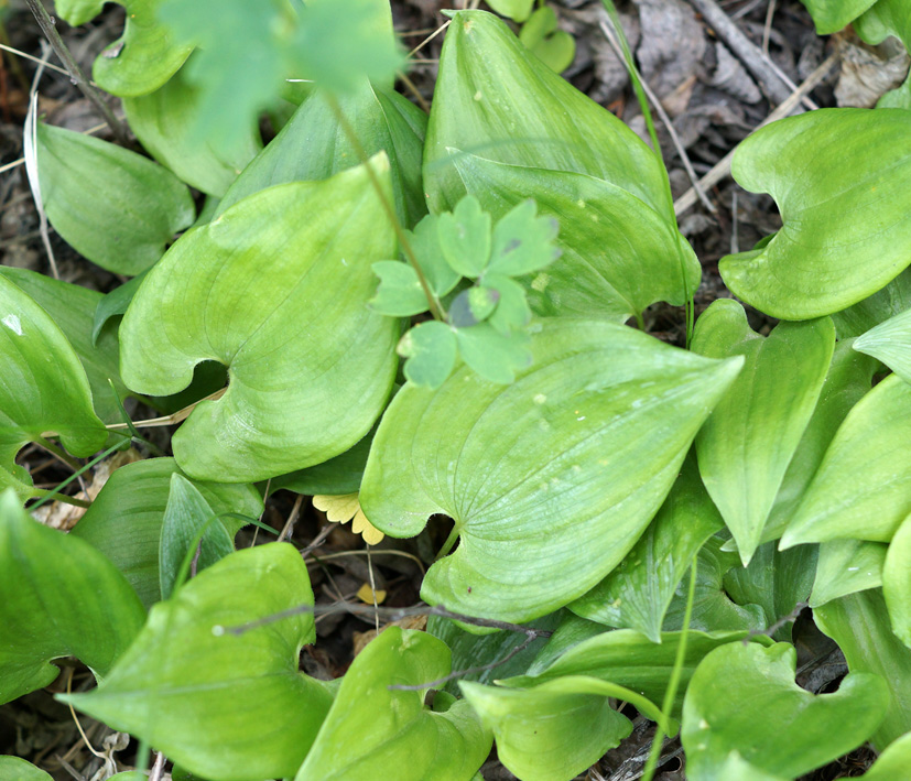 Изображение особи Maianthemum bifolium.