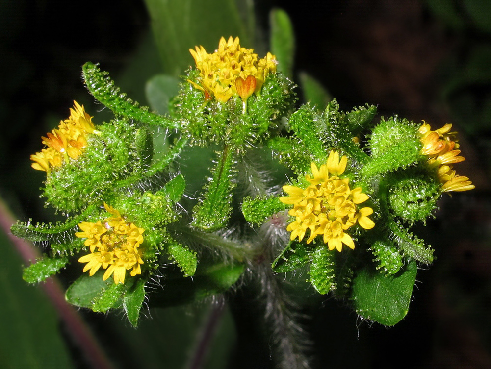 Image of Sigesbeckia orientalis specimen.