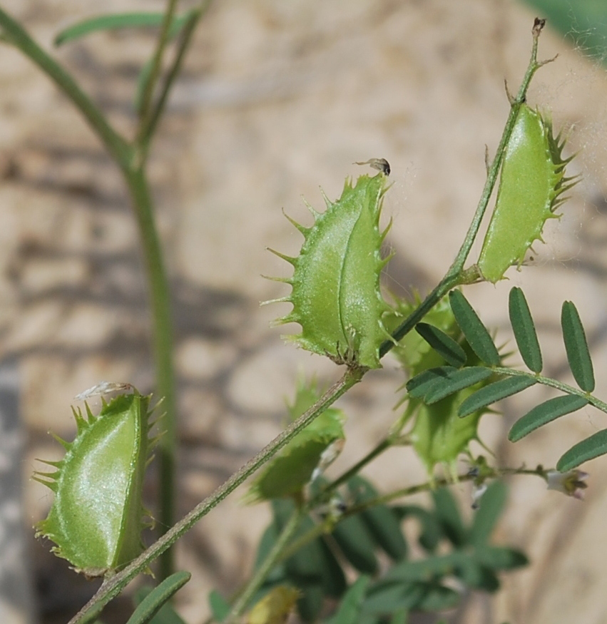 Изображение особи Astragalus schmalhausenii.