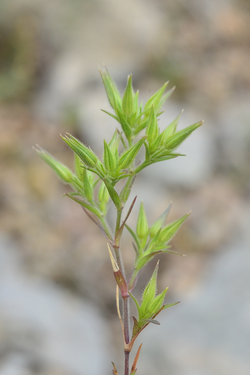 Image of Minuartia meyeri specimen.