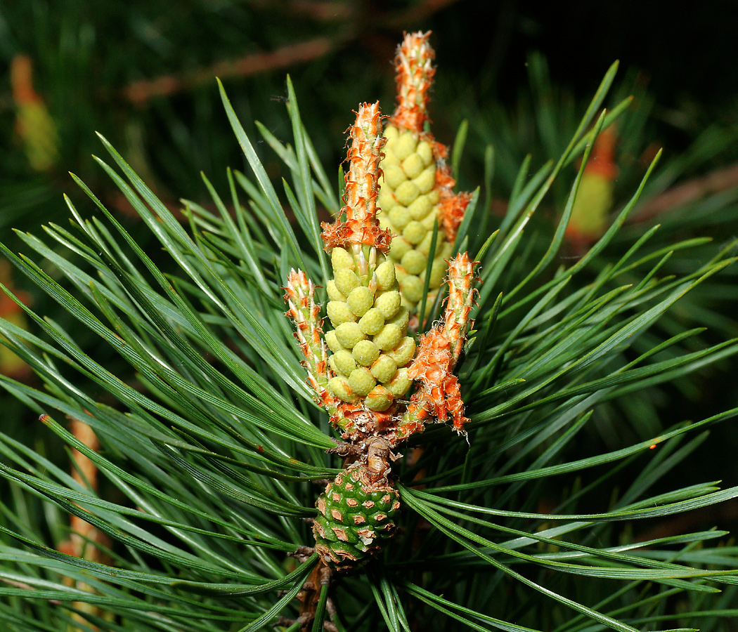 Изображение особи Pinus sylvestris.