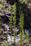 Equisetum sylvaticum