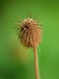 Geum macrophyllum