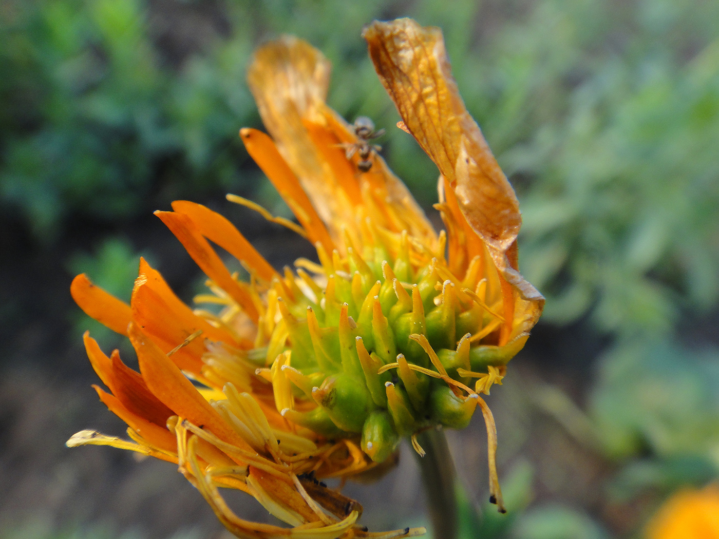 Изображение особи Trollius ircuticus.