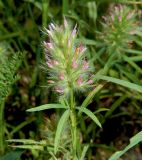 Trifolium angustifolium