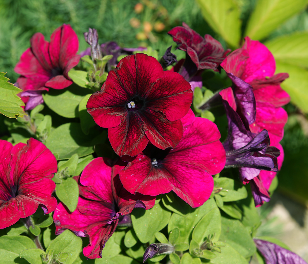 Image of Petunia &times; atkinsiana specimen.