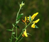 Genista tinctoria