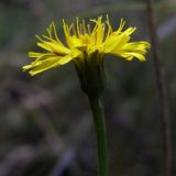 Hypochaeris radicata