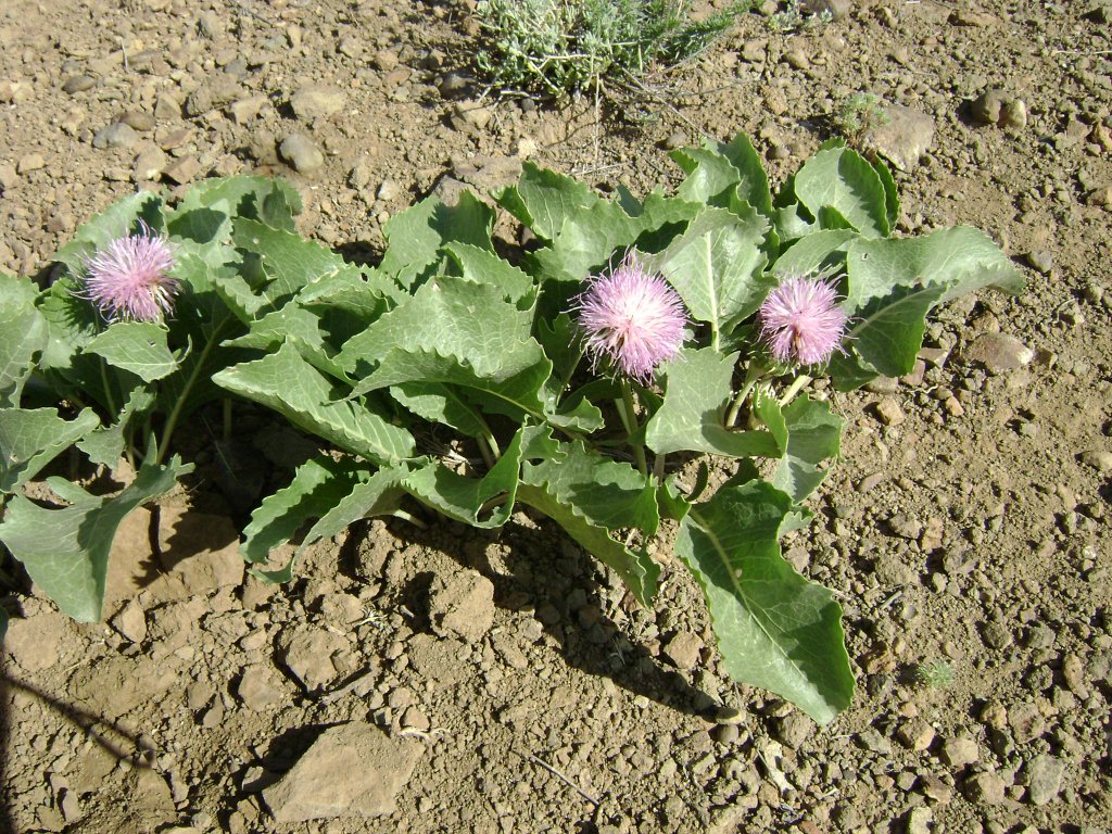 Image of Klasea serratuloides specimen.