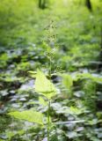 Scrophularia nodosa