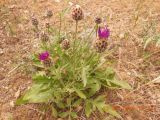 Centaurea pseudoscabiosa