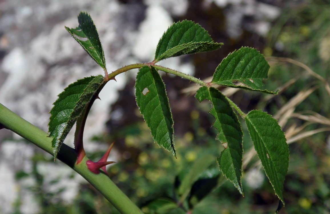 Изображение особи Rosa cuspidata.