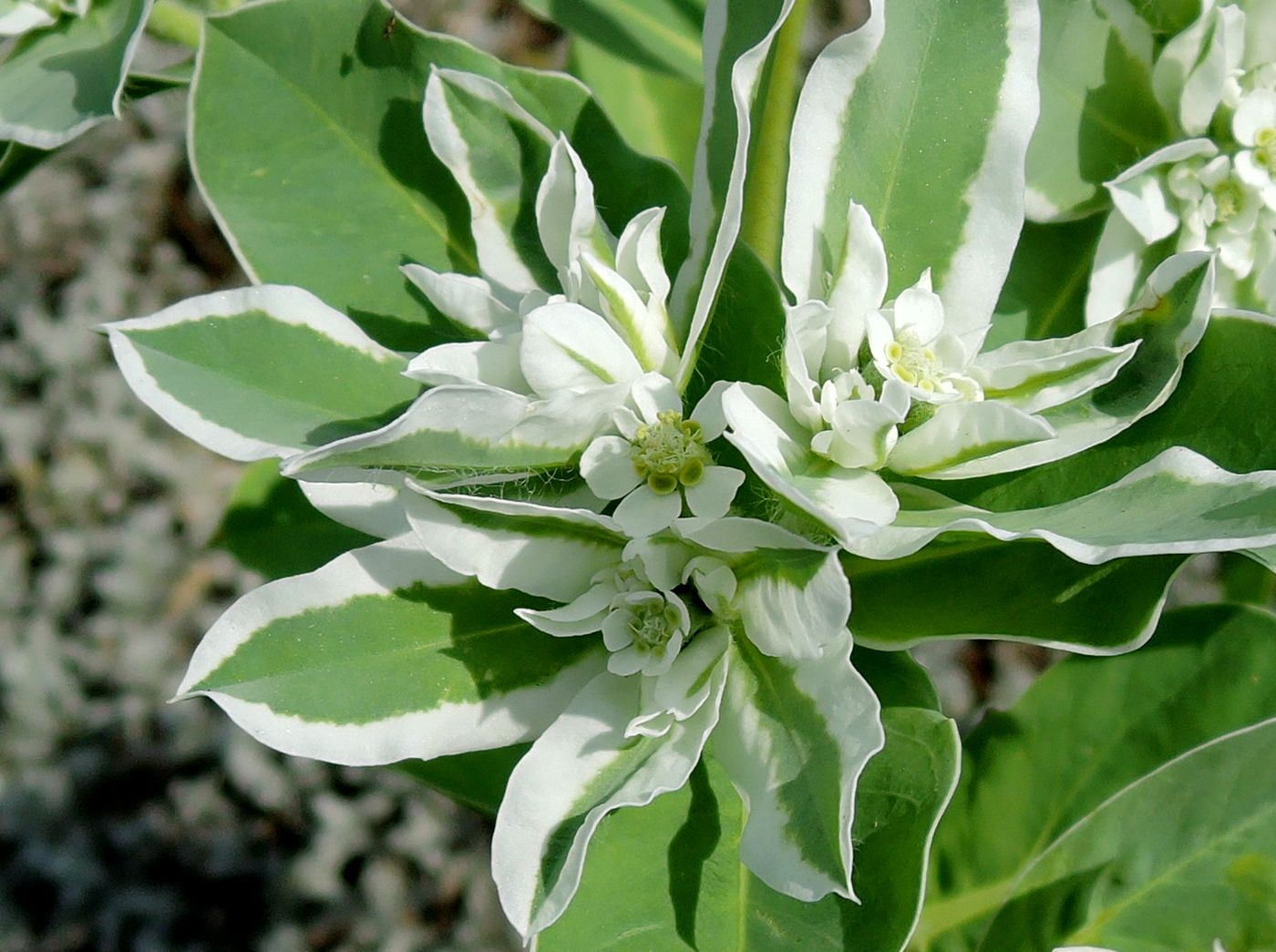 Image of Euphorbia marginata specimen.