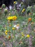 Sonchus arvensis