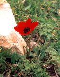 Anemone coronaria