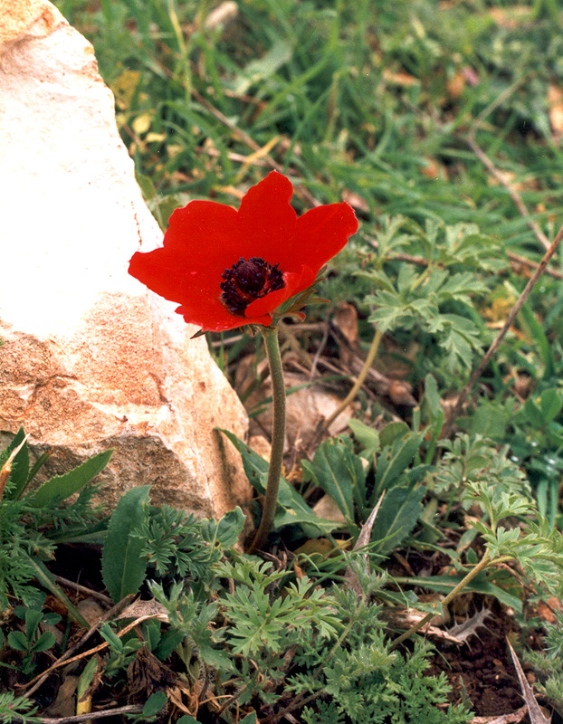 Изображение особи Anemone coronaria.