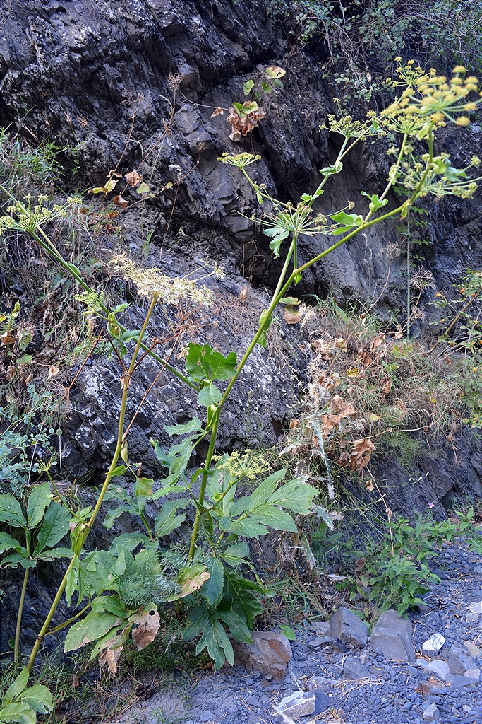 Image of Angelica sachokiana specimen.