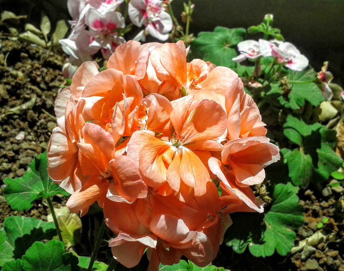 Изображение особи Pelargonium hortorum.