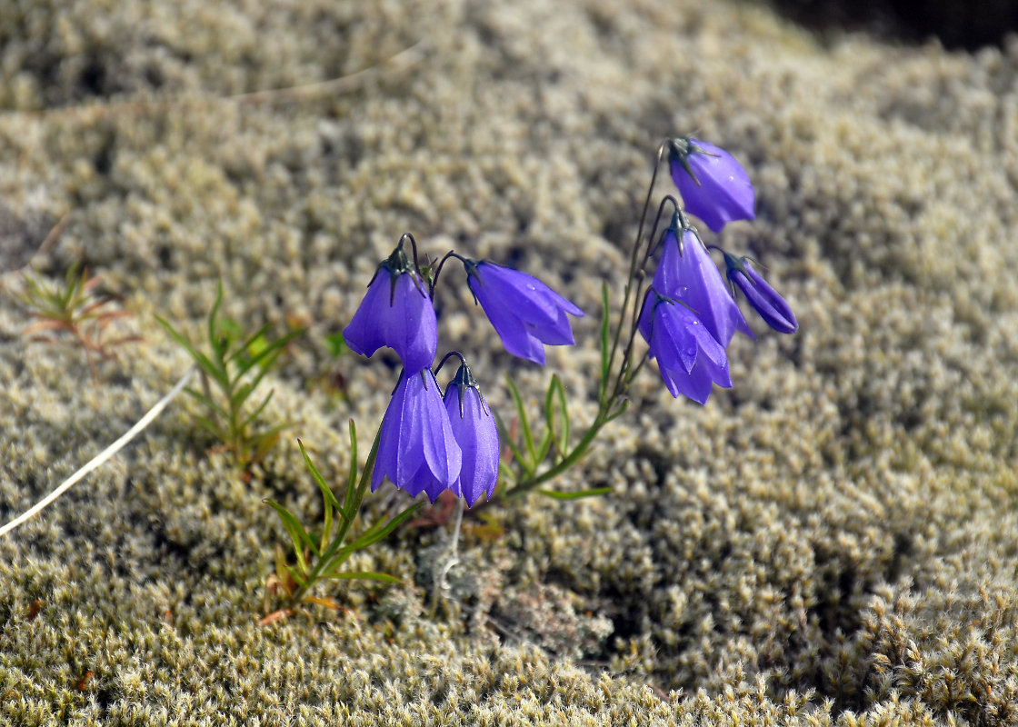 Image of Campanula rotundifolia specimen.