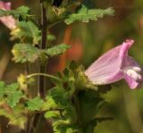 Phtheirospermum chinense