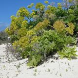 Astydamia latifolia. Часть плодоносящего растения с прошлогодним цветоносом с остатками плодов. Испания, автономное сообщество Канарские о-ва, о-в Фуэртевентура, провинция Лас Пальмас, муниципалитет Ла Олива, пос. Эль Котильо, пляж los Lagos de Cotillo. 10.03.2016.