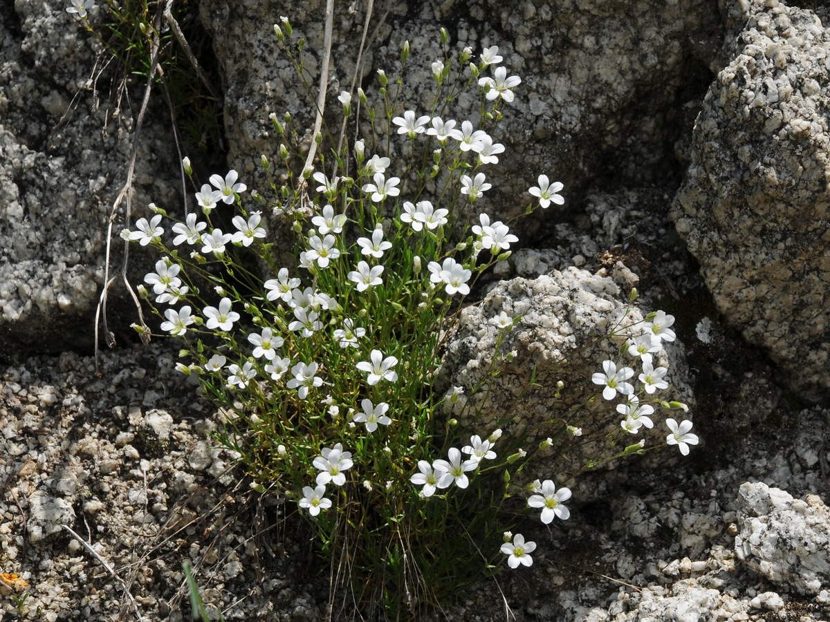 Image of Minuartia kryloviana specimen.