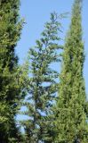 Cupressus sempervirens. Веточка с шишками; на заднем плане - части крон взрослых деревьев. Черноморское побережье Кавказа, м/о город-курорт Геленджик, хут. Джанхот, в культуре. 5 октября 2016 г.