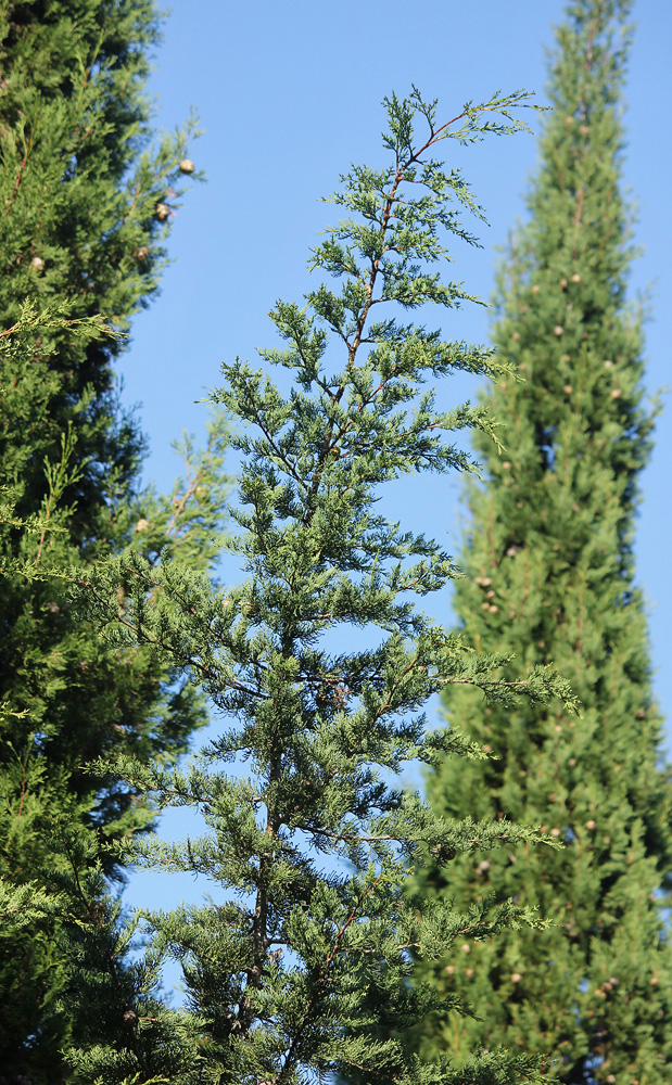 Изображение особи Cupressus sempervirens.