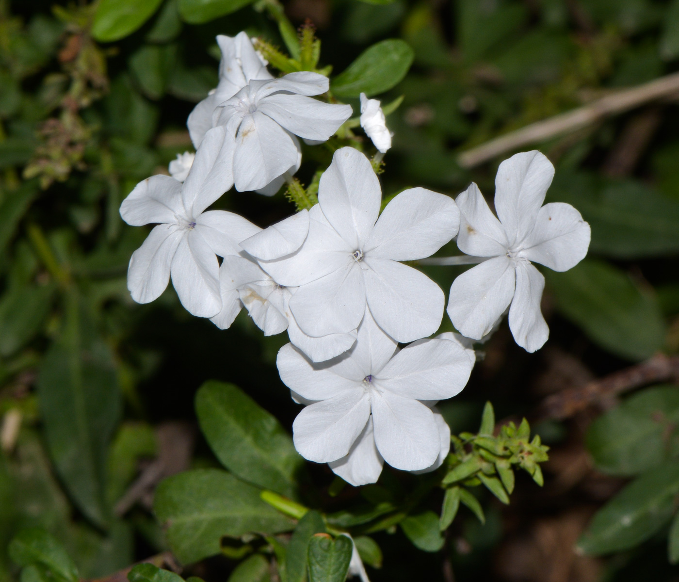 Изображение особи Plumbago auriculata.