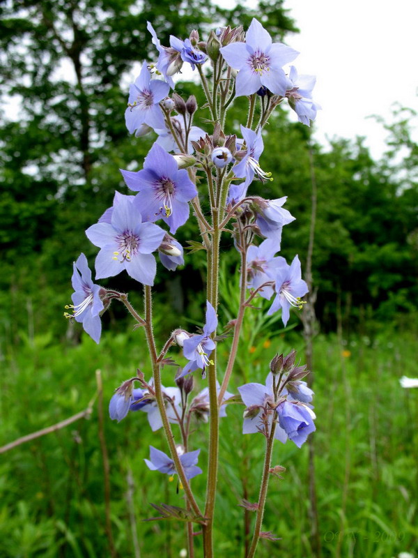 Image of Polemonium laxiflorum specimen.