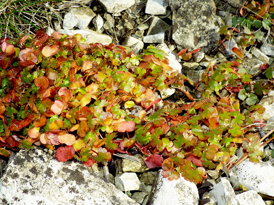 Image of Geranium lucidum specimen.