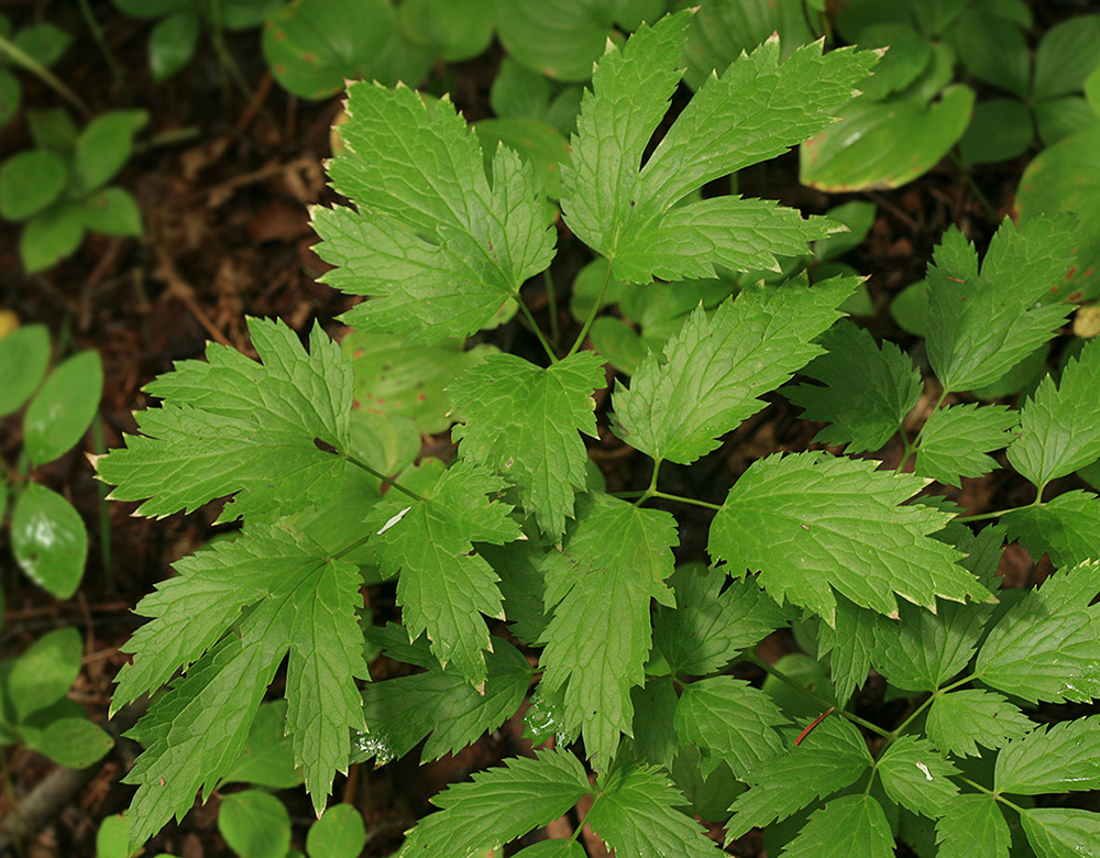 Image of Cimicifuga simplex specimen.