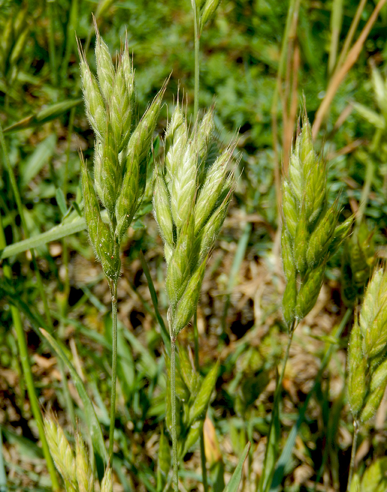 Image of Bromus hordeaceus specimen.