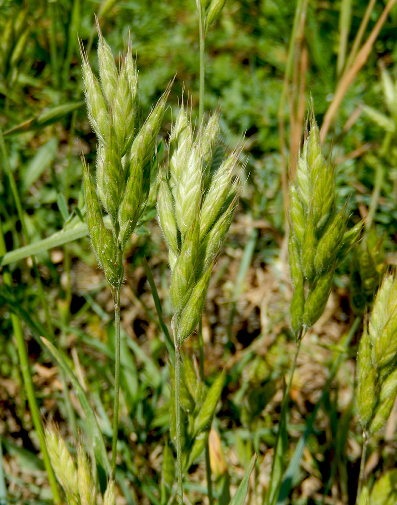 Изображение особи Bromus hordeaceus.