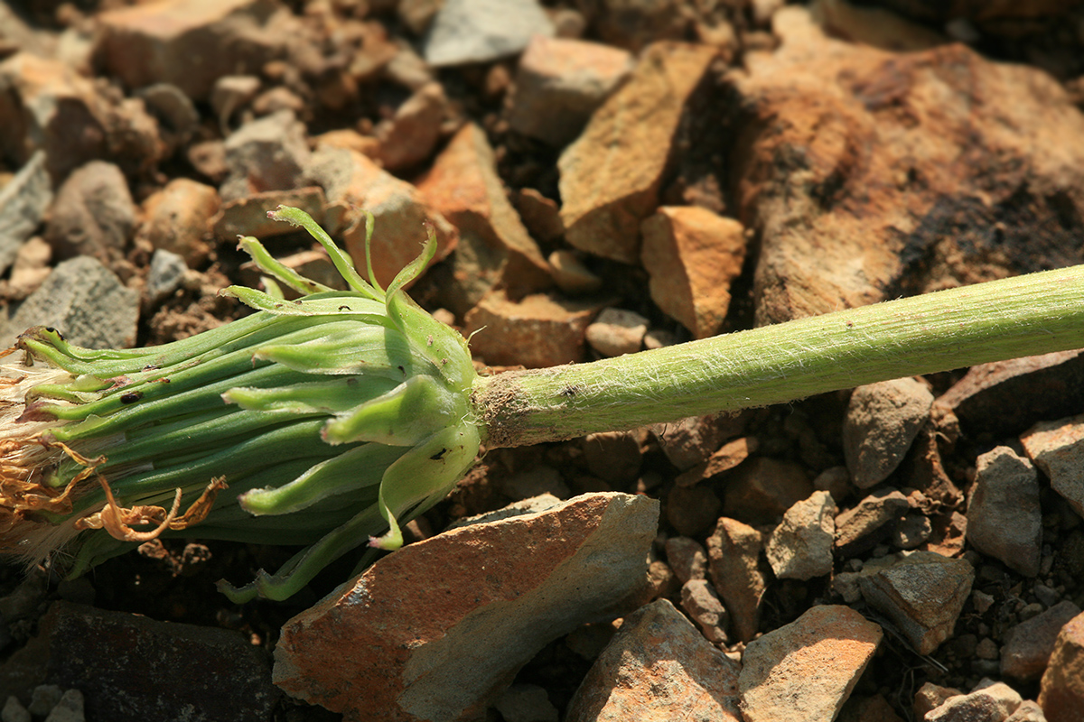 Image of genus Taraxacum specimen.
