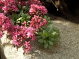 Hylotelephium cyaneum. Цветущие растения на скале. Магаданская обл., окр. г. Магадан, побережье бухты Нагаева. 23.08.2013.