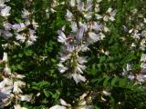 Astragalus alpinus