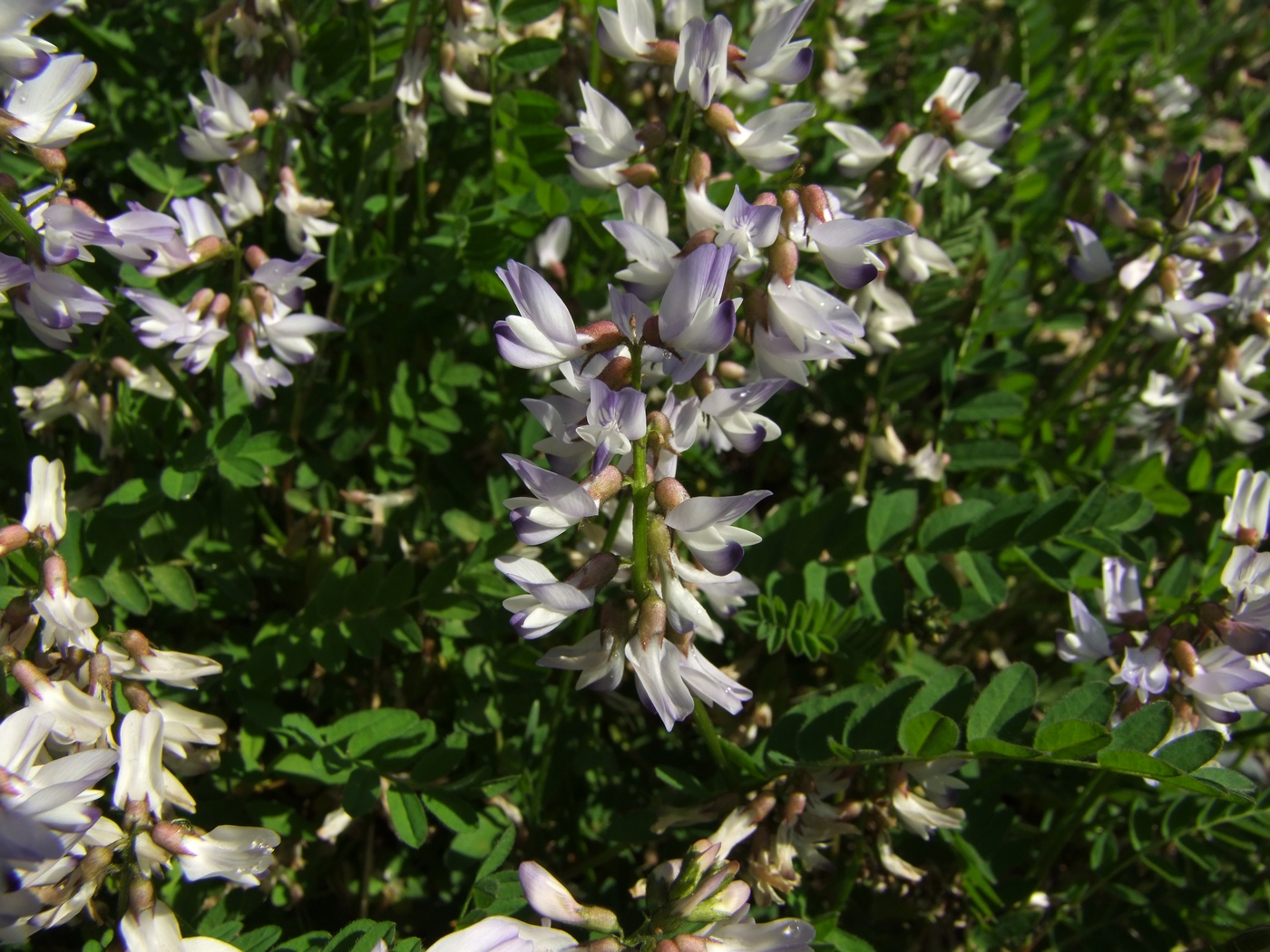 Изображение особи Astragalus alpinus.