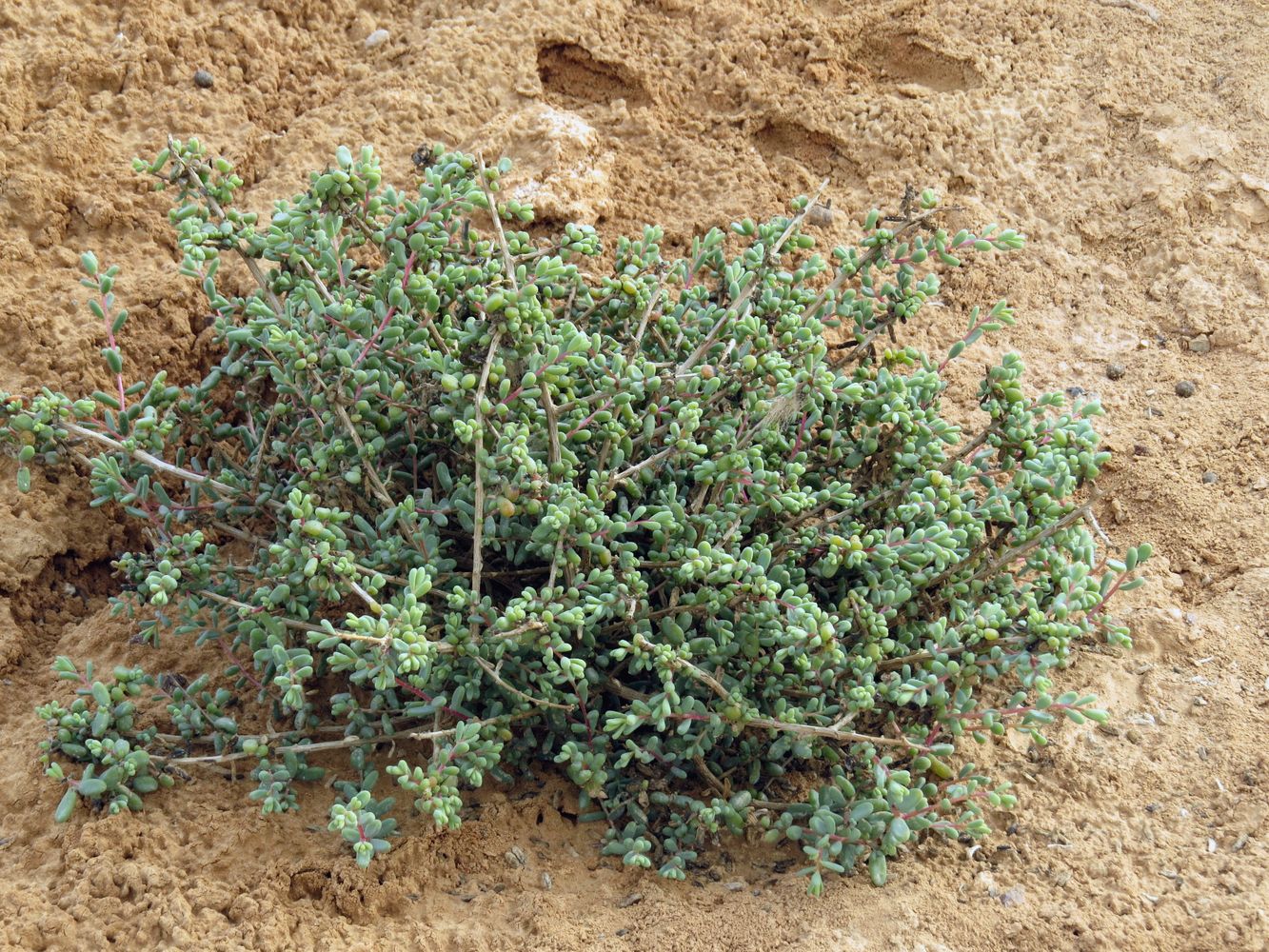 Изображение особи Suaeda vermiculata.