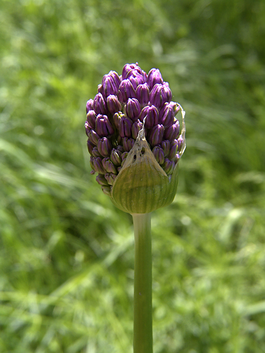 Изображение особи Allium stipitatum.