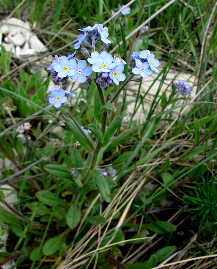 Image of Myosotis lithospermifolia specimen.