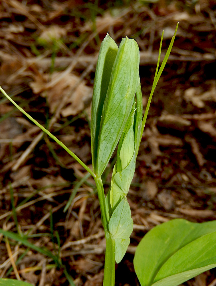 Image of Lathyrus miniatus specimen.